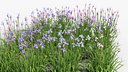 Iris sibirica