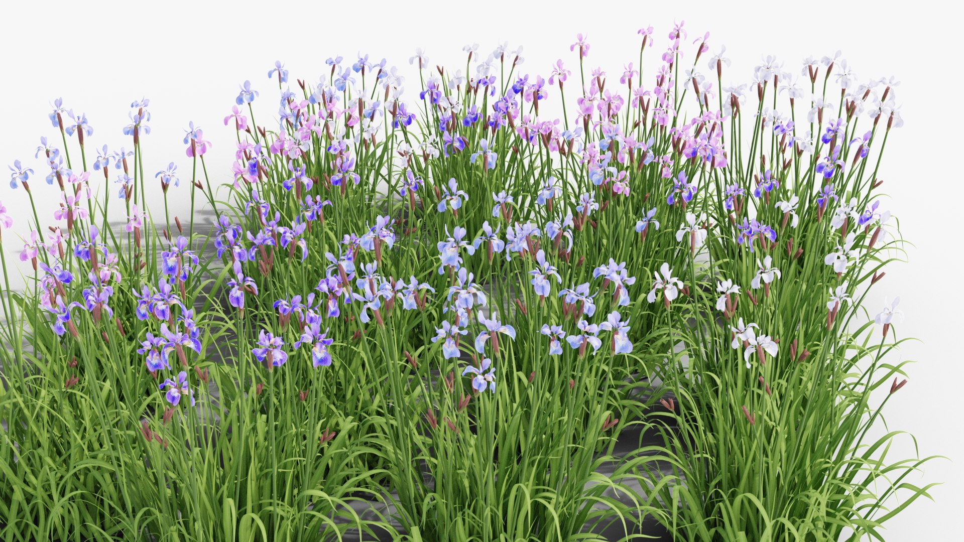 3D Perennial Border Collection - Salvia, Echinacea, Iris, Coreopsis, Brunnera and Allium Garden Plants https://p.turbosquid.com/ts-thumb/4F/kKo6SC/78/render0051copy/png/1792325486/1920x1080/fit_q87/a59cc90a36b0c936ea9eef1018f75a9d6f6daa5a/render0051copy.jpg