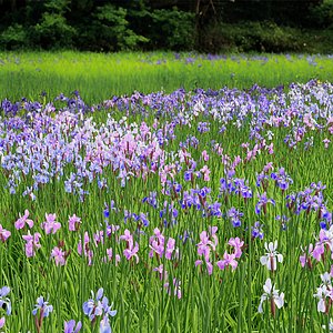 Iris sibirica 3D