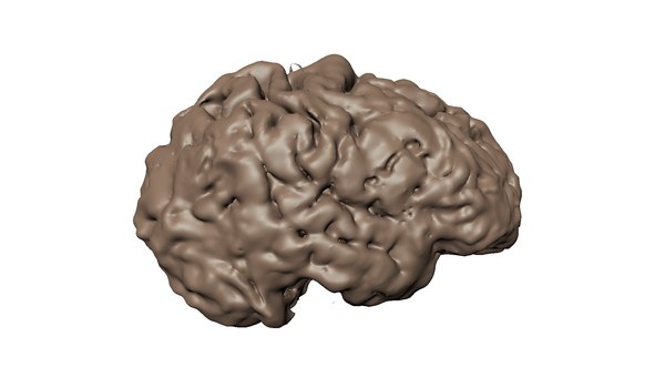 ct scan human brain 3D model