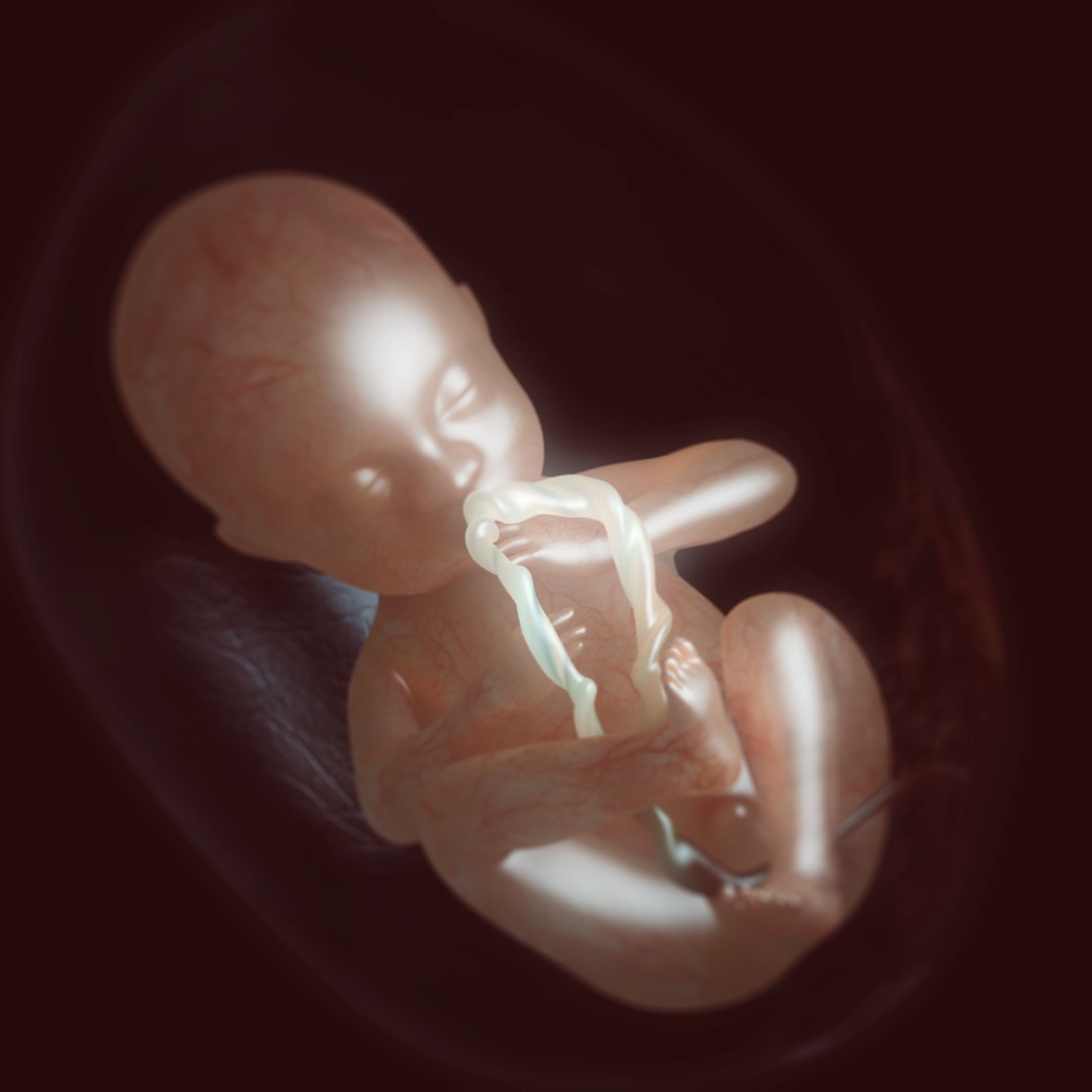 3d Realistic Fetus Womb