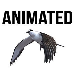 3D bridled tern model