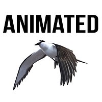 Bridled Tern