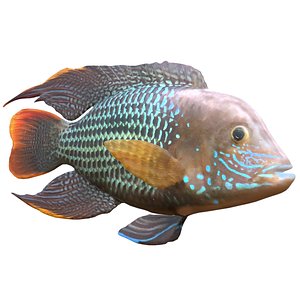 3D Andinoacara Cichlid Fish