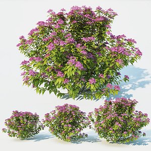 3D spirea model