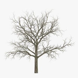 white oak tree winter 3d 3ds