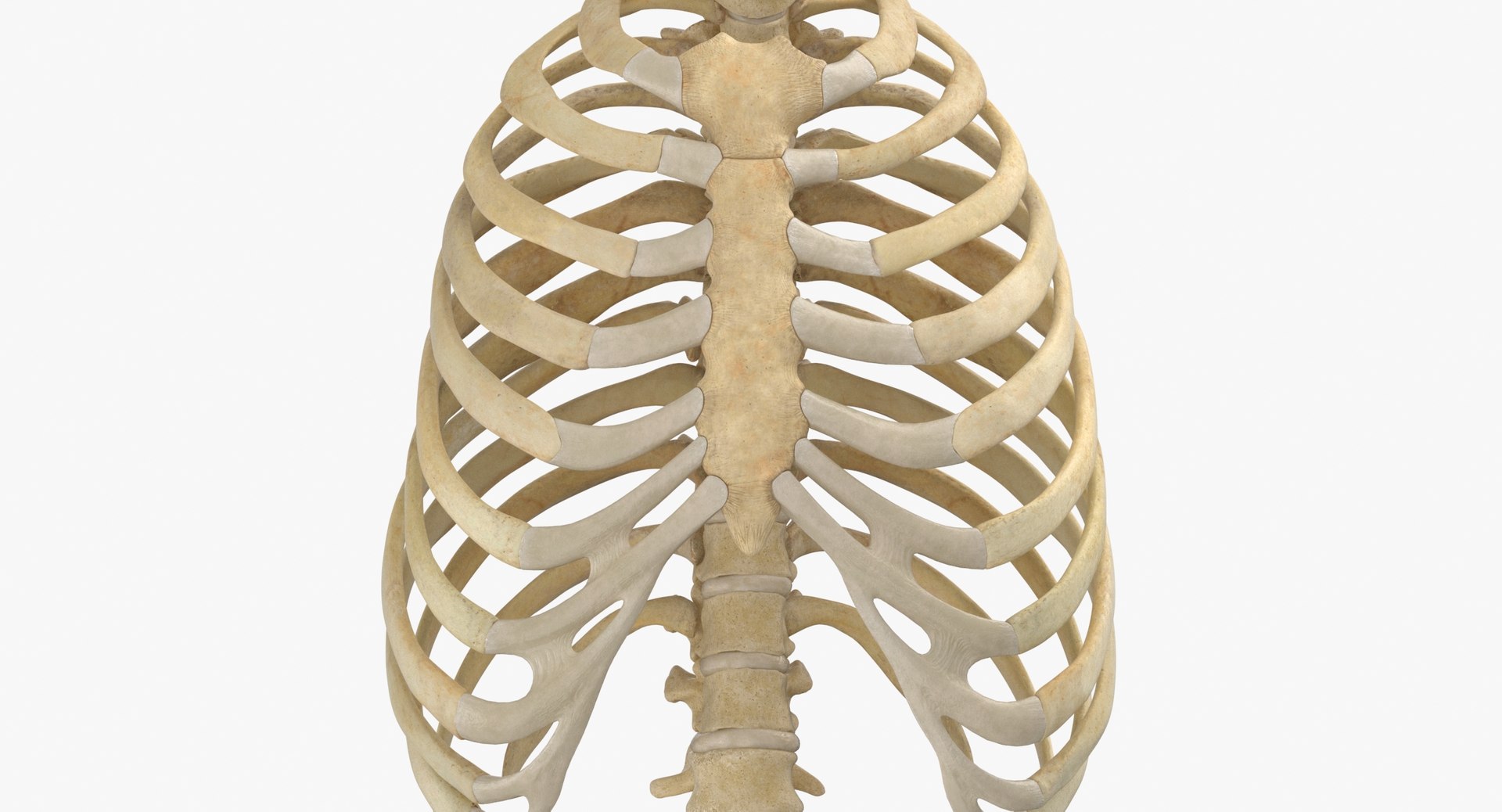 3D real human rib cage model TurboSquid 1641247