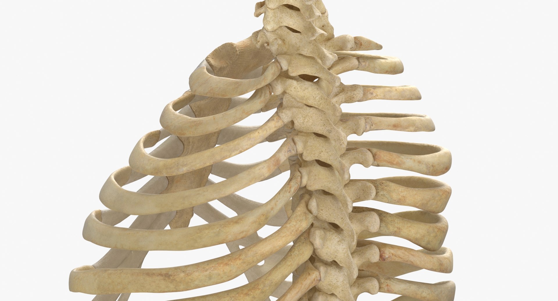3D real human rib cage model - TurboSquid 1641247