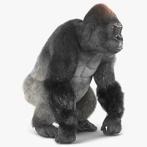 Gorilla Fur Animated Rigged