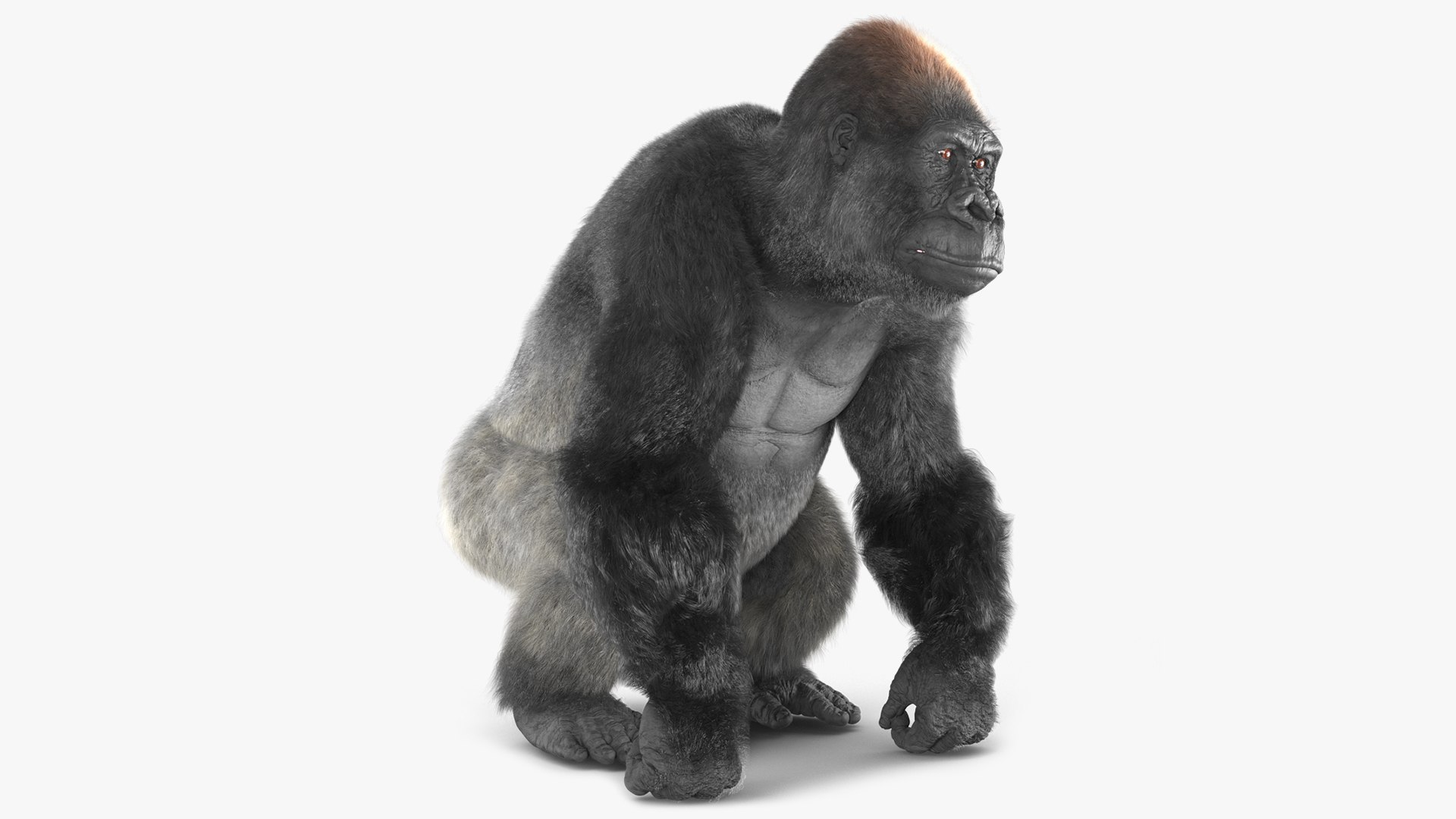 Gorilla Fur Animated Rigged 3D model preview