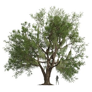New Plant High detail Angel Oak Live Tree Spanish Moss03 model