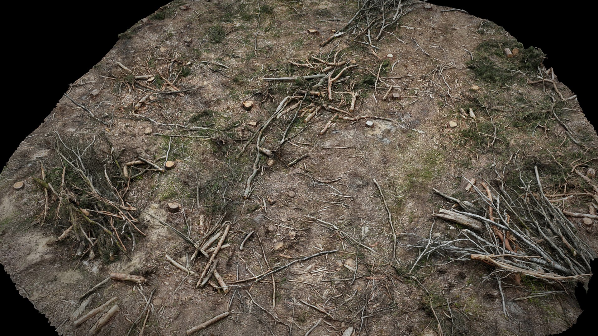 3D Forest Ground Cutted Trees Patch Area Photogrammetry - TurboSquid ...