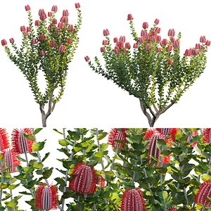 Scarlet Banksia - Banksia coccinea 01