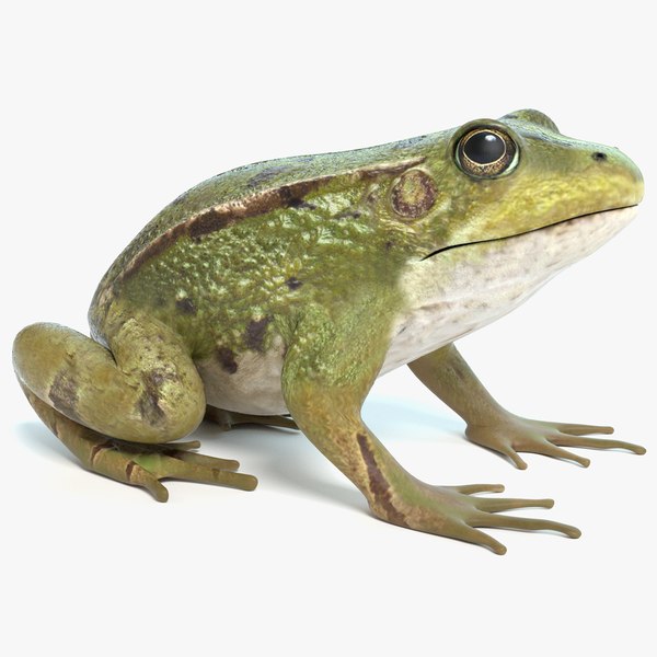 frog model