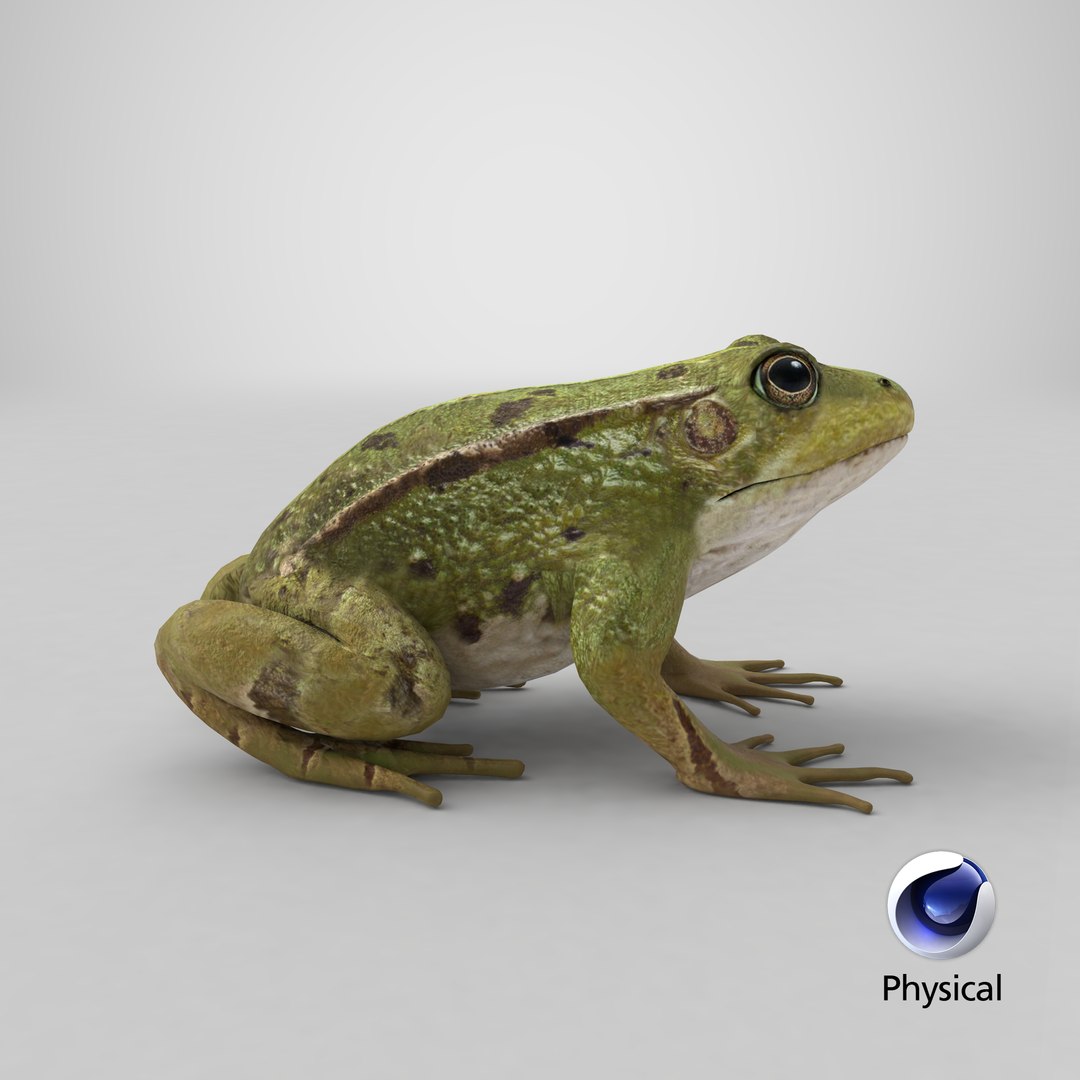frog model https://p.turbosquid.com/ts-thumb/4G/iTNh81/IMicQmmg/render.0001/png/1522166206/1920x1080/fit_q87/f14de8cb7857ad4329bb5ab13a056f230170004a/render.0001.jpg