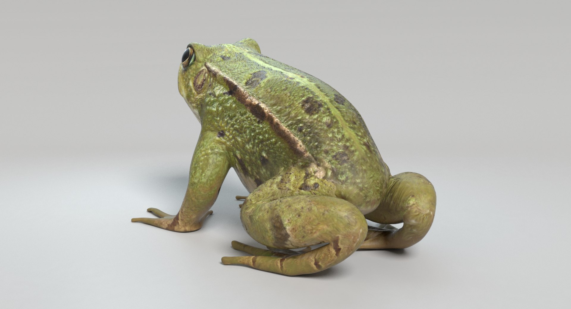 frog model https://p.turbosquid.com/ts-thumb/4G/iTNh81/bKAjJjbx/images0016/png/1497454344/1920x1080/fit_q87/7e9ccac82fb4fed3f9b6b56ee090ff67a399fdde/images0016.jpg