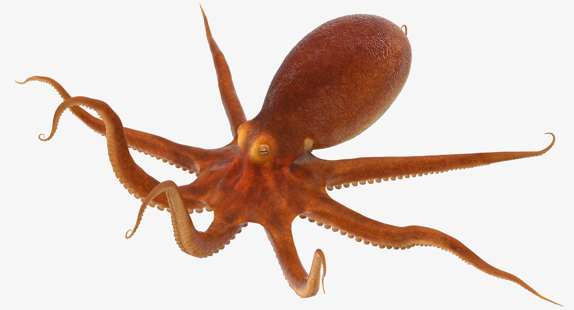 Octopus Crawling Pose 3D Model 3D model preview