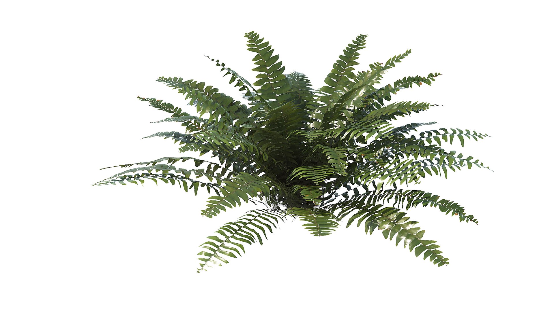 3D Sword Fern Bundle model https://p.turbosquid.com/ts-thumb/4H/7oiFzf/8I/a_0000/jpg/1748855164/1920x1080/fit_q87/c669f5f5ff2c1c04c5f1cadbc06b8a4726c18d0f/a_0000.jpg
