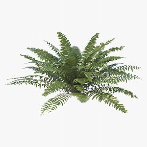 3D Sword  Fern 01 model