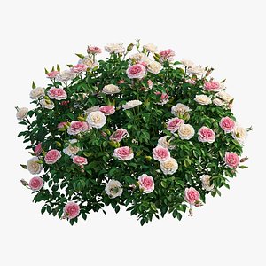 3D rose plant set 26 model
