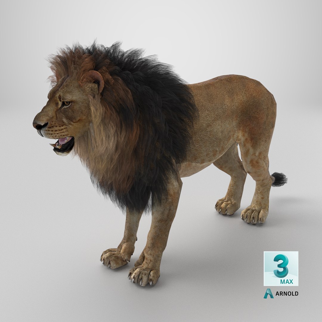 3D Lion 3D Model PBR - TurboSquid 2629052