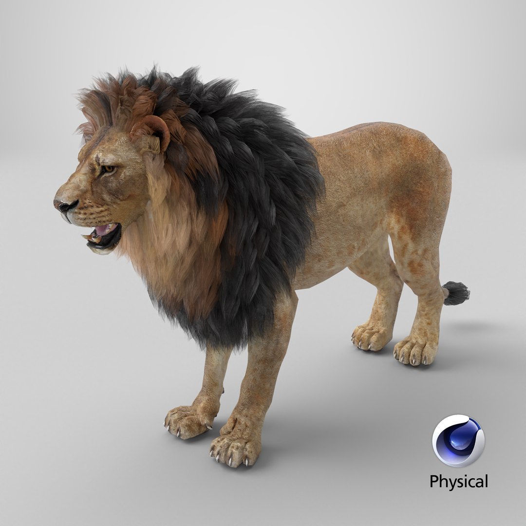 3D Lion 3D Model PBR - TurboSquid 2629052