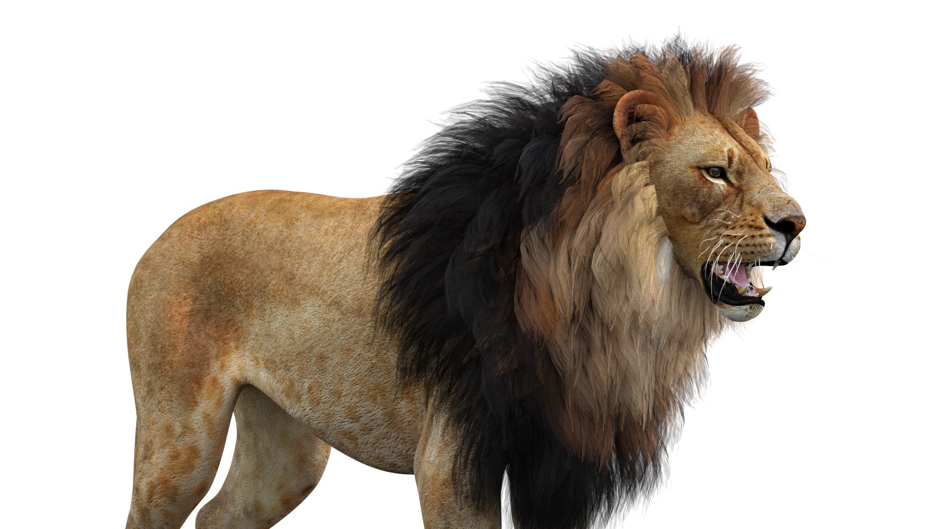 3D Lion 3D Model PBR - TurboSquid 2629052