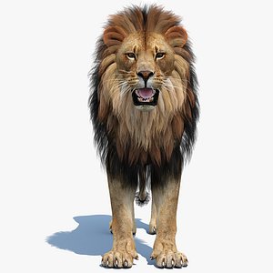 Lion 3D Model PBR