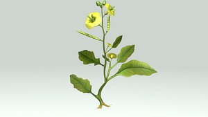 3d angiospermic plant