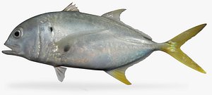 Crevalle Jack