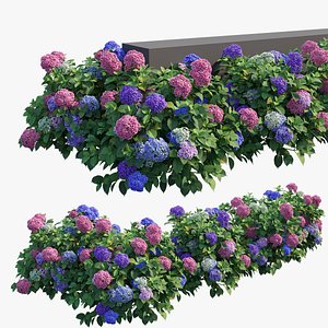 Hydrangea Plant set 26