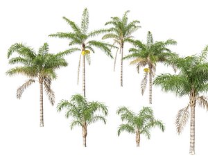 3D Syagrus romanzoffiana - the queen palm