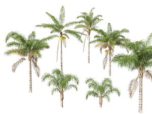 Syagrus romanzoffiana - the queen palm