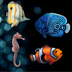 Coral Fishes Collection
