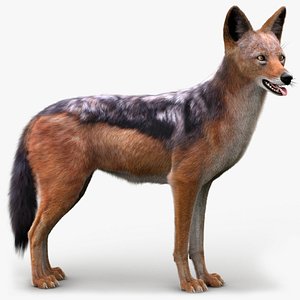 Black Backed Jackal Xgen Rigged 3D model