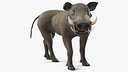 Southern Warthog Rigged