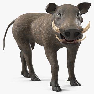 Southern Warthog Rigged