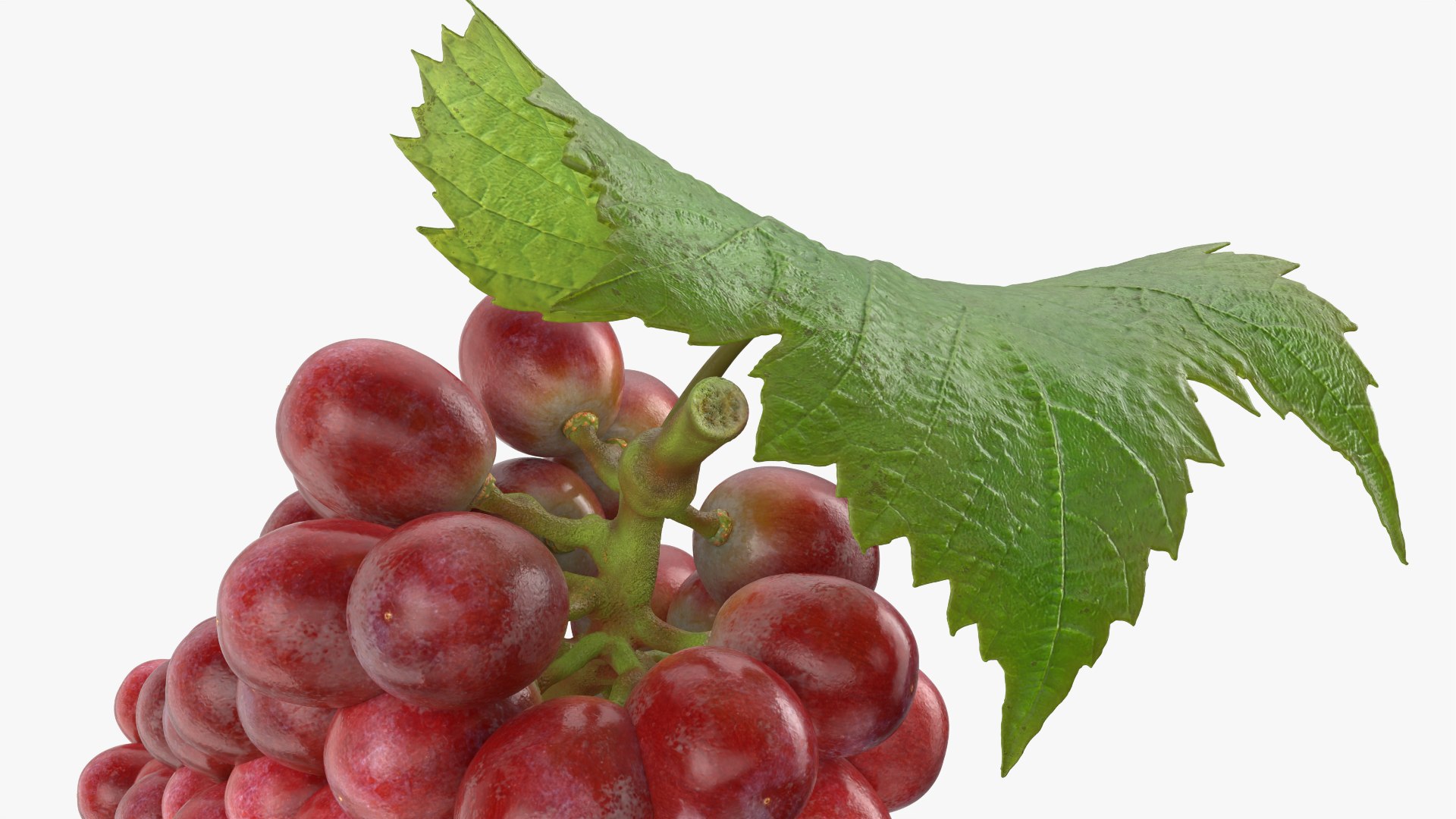 Bunch Grapes 01 3D https://p.turbosquid.com/ts-thumb/4I/B1eEDP/jM/grapes_0009/png/1763647097/1920x1080/fit_q87/7d46482e2e1f0c33be3832603dfb26a587c056ee/grapes_0009.jpg