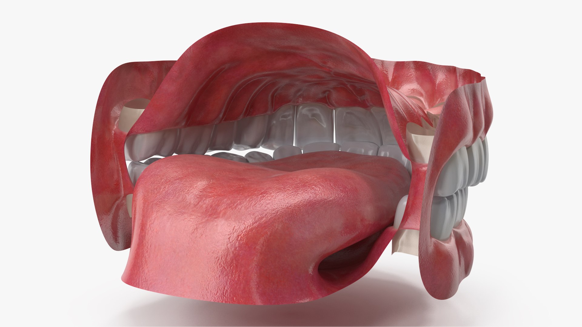 Eyes with Mouth 3D model https://p.turbosquid.com/ts-thumb/4I/Lw8dM9/jy/angles_07/jpg/1640536996/1920x1080/fit_q87/287ff57f39d190bfbffb8a6f5bbe98a18cd339e3/angles_07.jpg