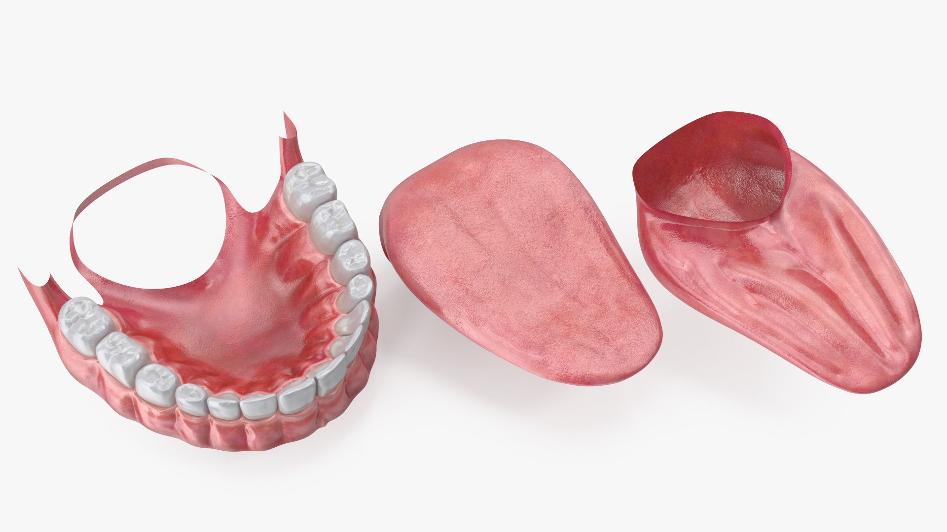 Eyes with Mouth 3D model https://p.turbosquid.com/ts-thumb/4I/Lw8dM9/o8/angles_18/jpg/1640536975/1920x1080/fit_q87/654e0894593ae1a98f26ddd4efeea2549b8eebe0/angles_18.jpg