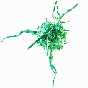 Stem Cell Green model