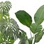 Pflanzenkollektion 209 - Monstera Lyrata Ficus Strelitzia