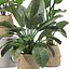Pflanzenkollektion 209 - Monstera Lyrata Ficus Strelitzia