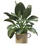 Pflanzenkollektion 209 - Monstera Lyrata Ficus Strelitzia