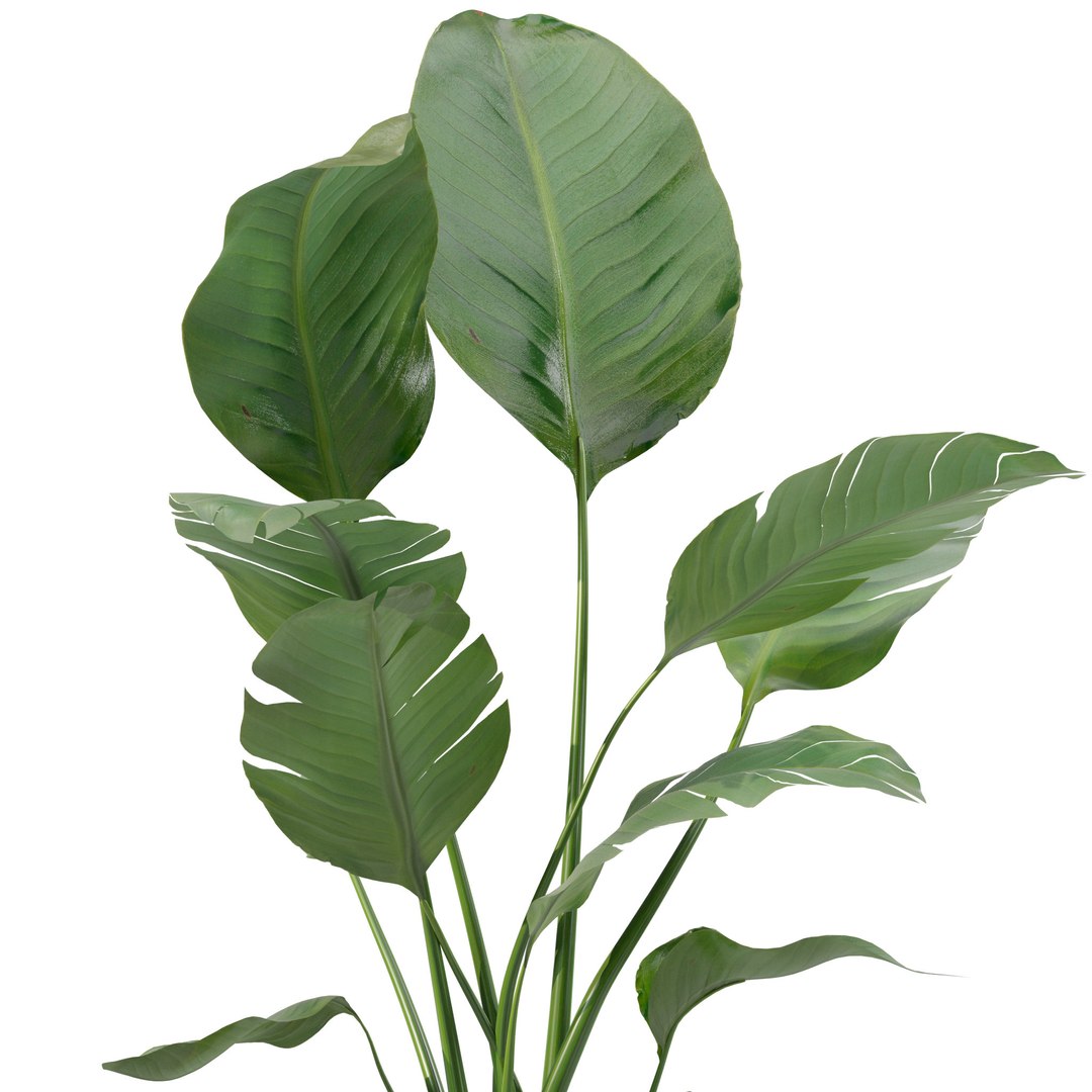 Plants collection 209 - monstera lyrata ficus strelitzia 3D model https://p.turbosquid.com/ts-thumb/4I/aO6G0V/Ek/11/jpg/1718621178/1920x1080/fit_q87/3963450c0eb987c923fe2455e023ad6fa3a53a98/11.jpg