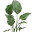Pflanzenkollektion 209 - Monstera Lyrata Ficus Strelitzia
