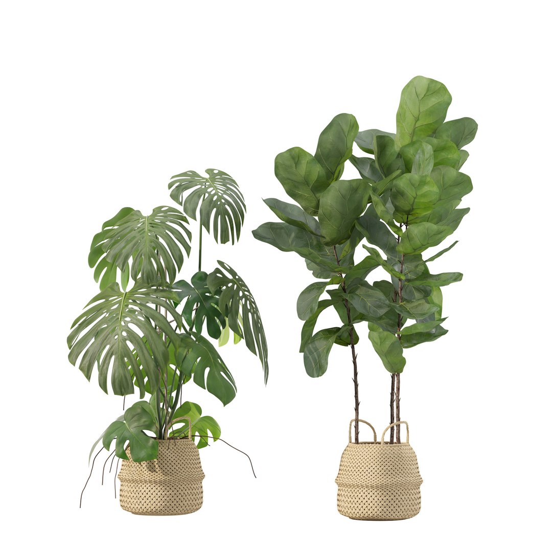 Plants collection 209 - monstera lyrata ficus strelitzia 3D model https://p.turbosquid.com/ts-thumb/4I/aO6G0V/I2/1/jpg/1718621171/1920x1080/fit_q87/8bf4695f65ebc18130cdaca47a7f18489ab78028/1.jpg