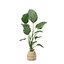 Pflanzenkollektion 209 - Monstera Lyrata Ficus Strelitzia