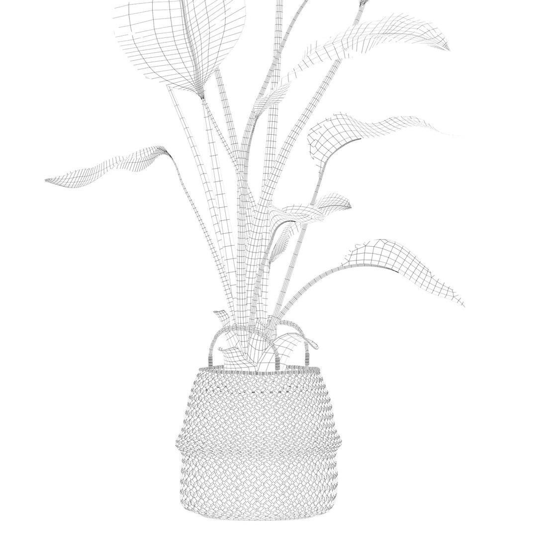 Plants collection 209 - monstera lyrata ficus strelitzia 3D model https://p.turbosquid.com/ts-thumb/4I/aO6G0V/Qo/21/jpg/1718621186/1920x1080/fit_q87/62505ad19b633c061af21be3a5ad76c4c294a874/21.jpg