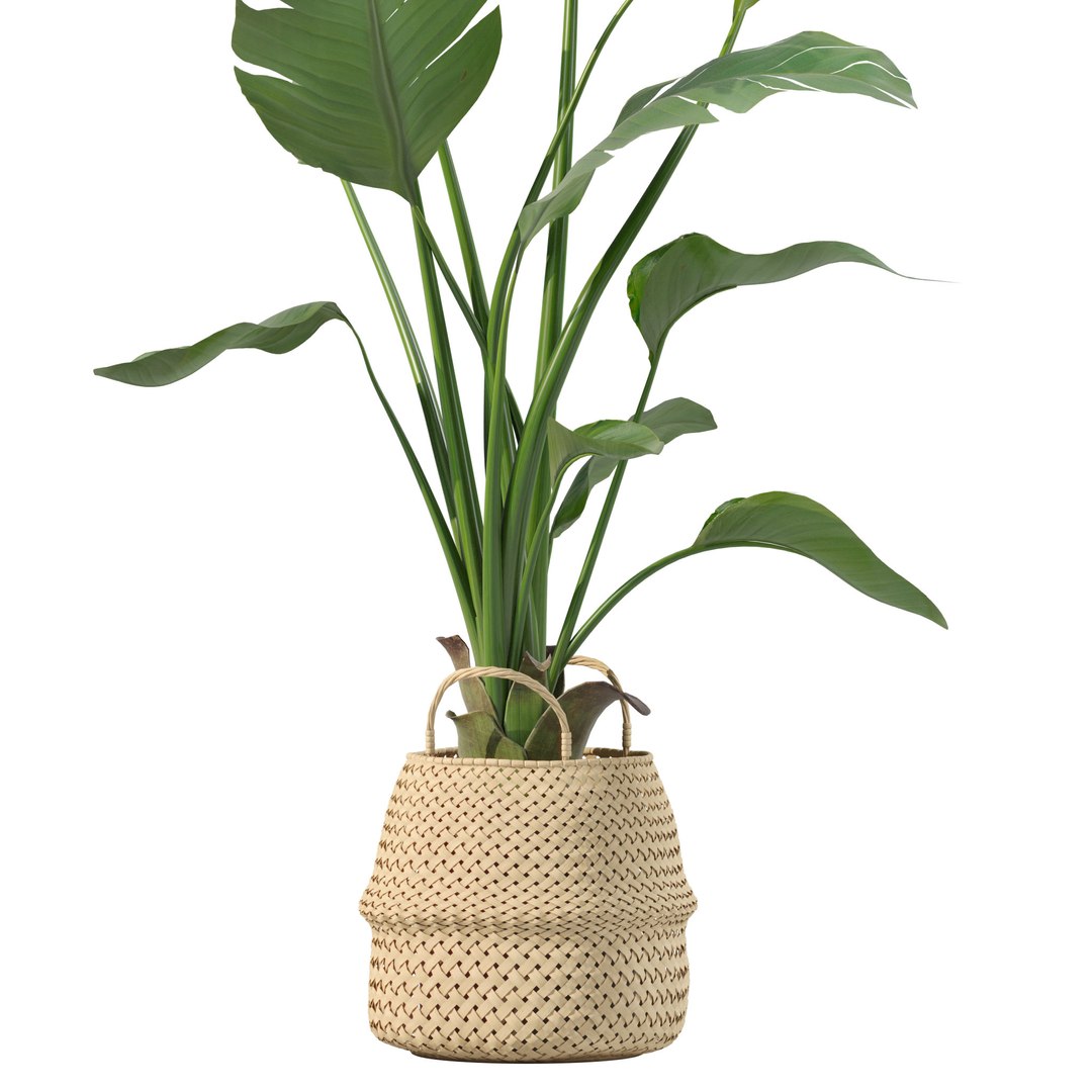 Plants collection 209 - monstera lyrata ficus strelitzia 3D model https://p.turbosquid.com/ts-thumb/4I/aO6G0V/Zt/10/jpg/1718621177/1920x1080/fit_q87/a08e79d4c187fa263bcc4f6b203babdf0a70ca81/10.jpg